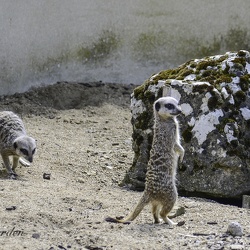 Wildlife